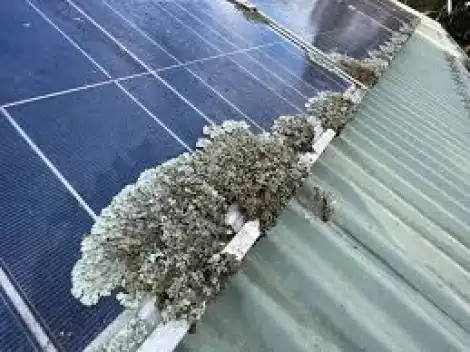 Lichen growth on solar panels